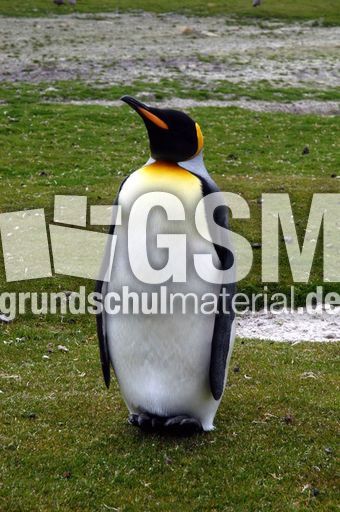 Königspinguin (3 von 84).jpg